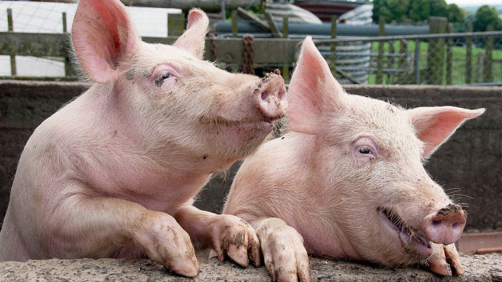 Fleischkonsum in der Schweiz sank 2015 um 2&nbsp;Prozent